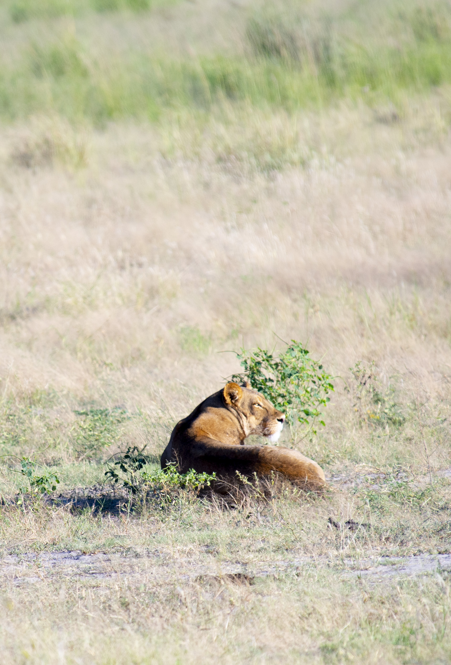 Warthog foraging near the lodge