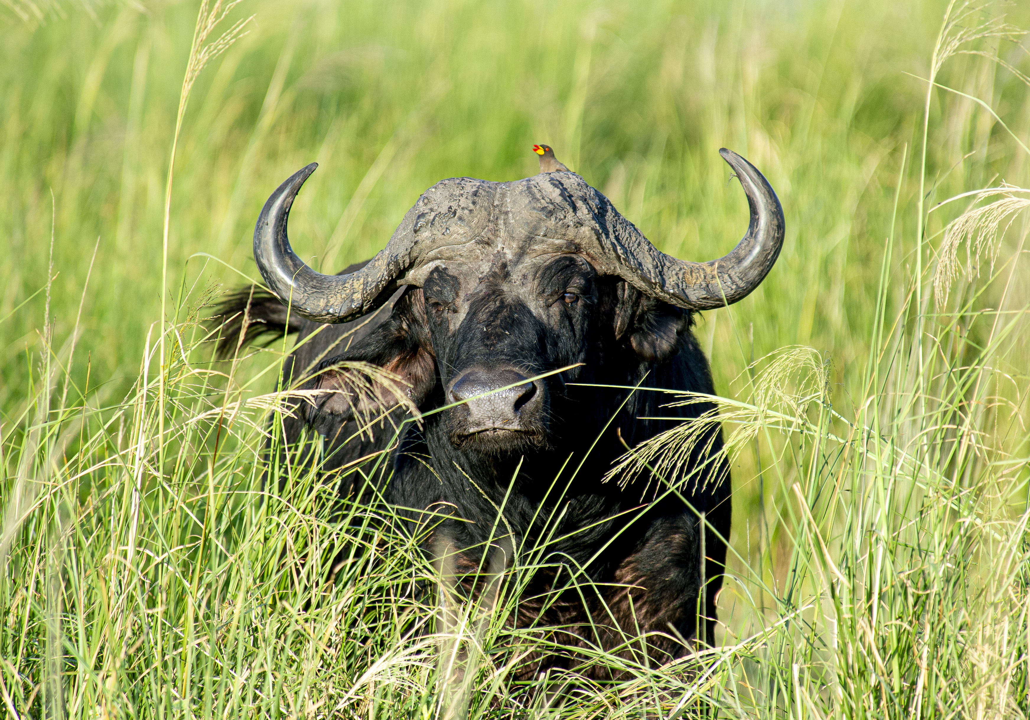 Buffalo at the water's edge, Chobe