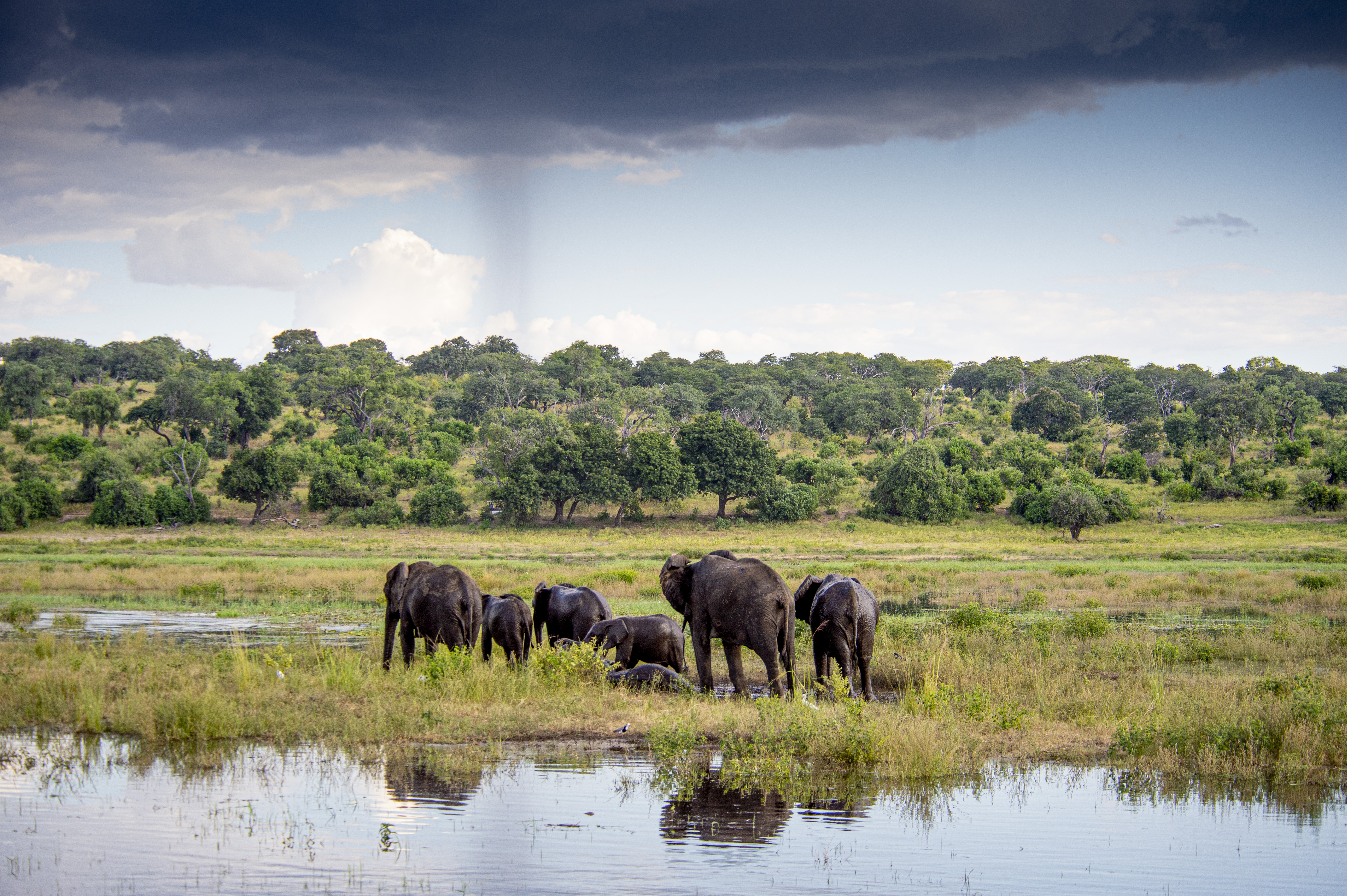 Elephants bathing in the Chobe River